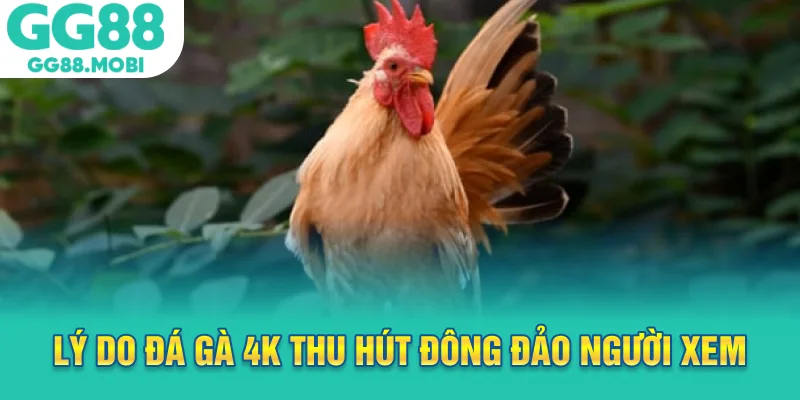 Lý do đá gà 4k thu hút đông đảo người xem