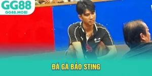 đá gà bảo sting